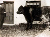 John Moralee, eldest son of Isabella Faill at Blackburn Farm